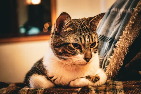 animals, calm, cat, mario wilde, texture, warm light
