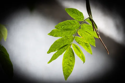 calm, forest, leaves, macro, muted colours, nature, plants, solitude, texture, warm light, water droplets