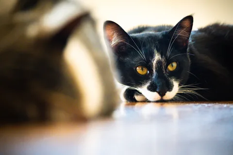 andrew wilde, animals, calm, cat, texture, warm light