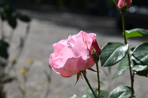 calm, flower, nature, rose, texture, warm light