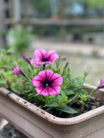 calm, flowers, muted colours, nature, texture