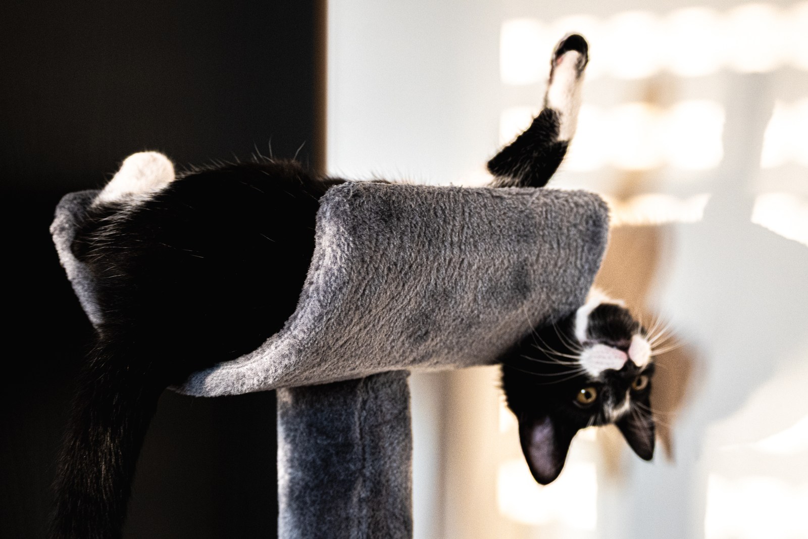 andrew wilde, animals, calm, cat, playfulness, texture, warm light