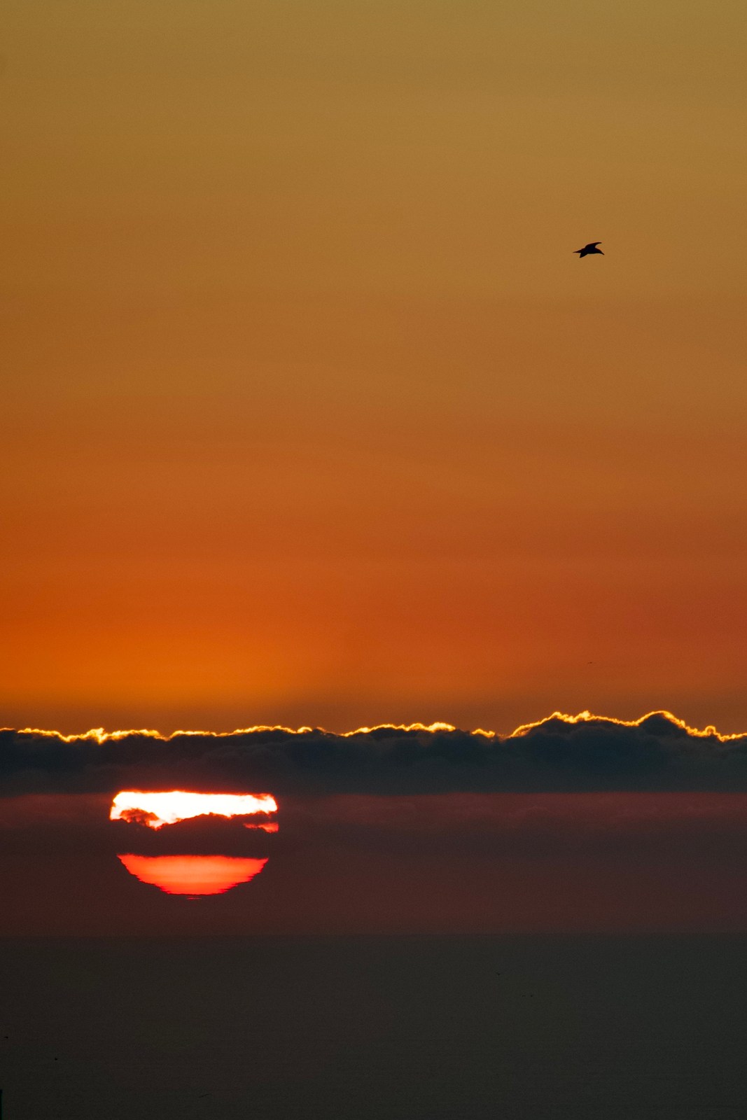birds, calm, clouds, minimalism, nature, silhouette, solitude, sun, warm light