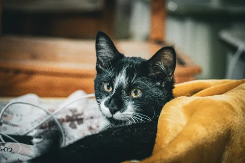 andrew wilde, animals, calm, cat, muted colours, portrait, texture