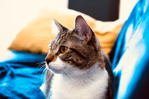 animals, calm, cat, mario wilde, warm light