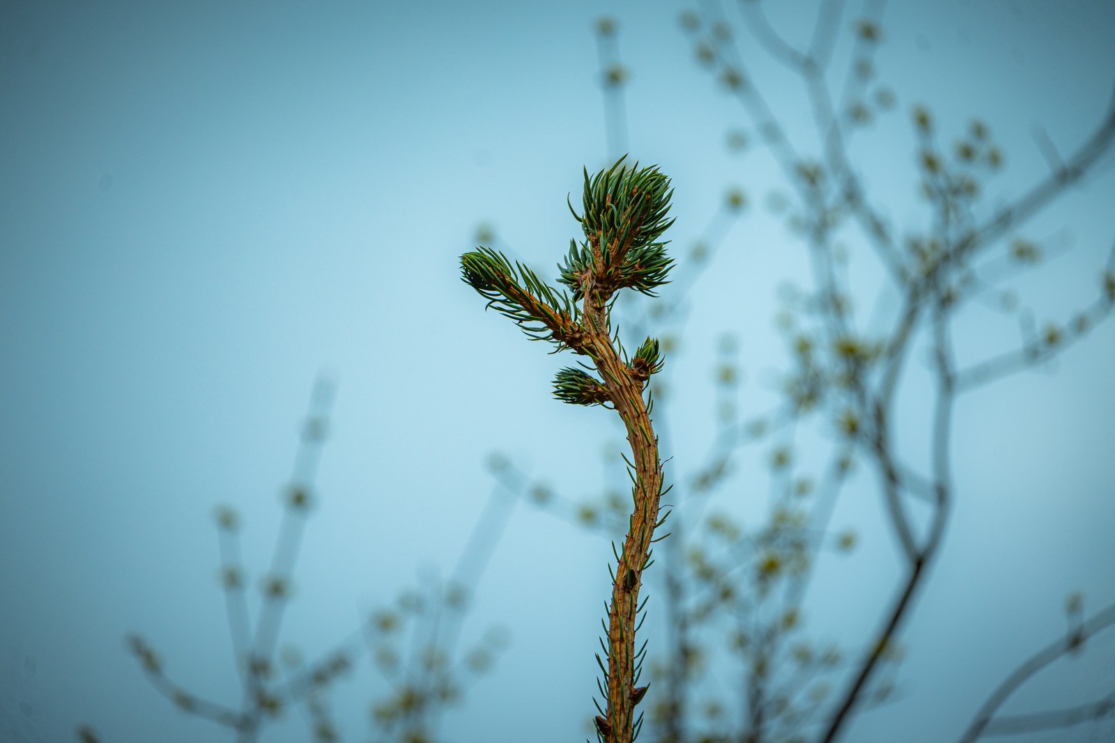 calm, forest, muted colours, nature, texture