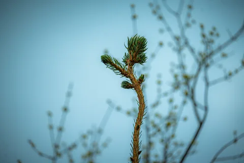 calm, forest, muted colours, nature, texture