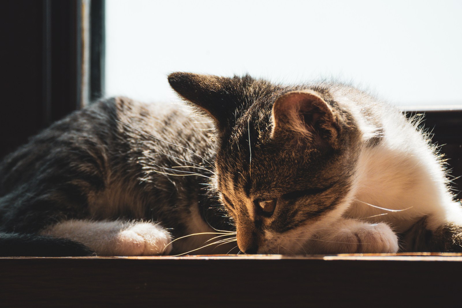 animals, calm, cat, mario wilde, texture, warm light
