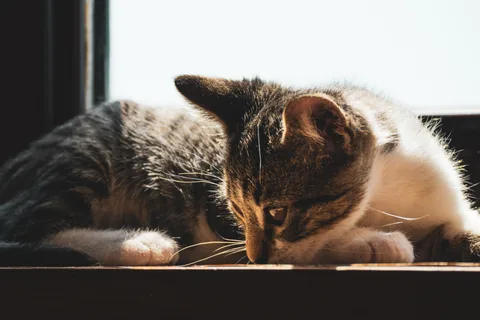 animals, calm, cat, mario wilde, texture, warm light