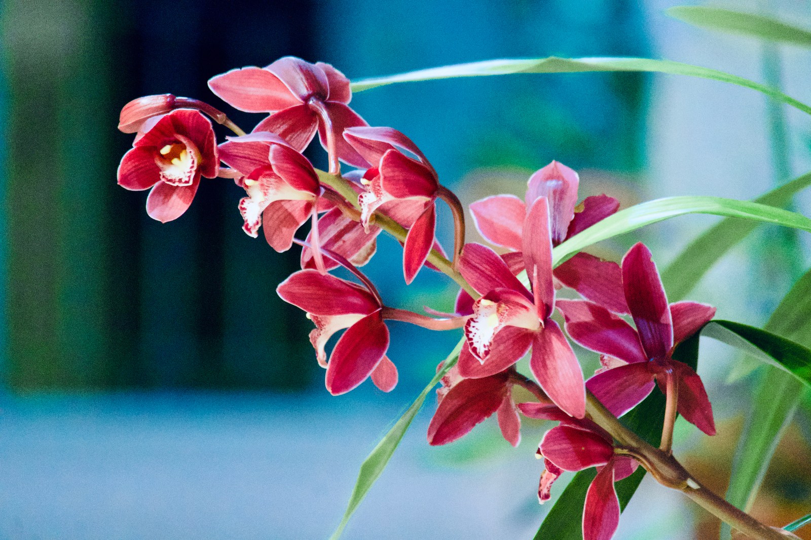 calm, flowers, nature, orchids, plants, texture, warm light