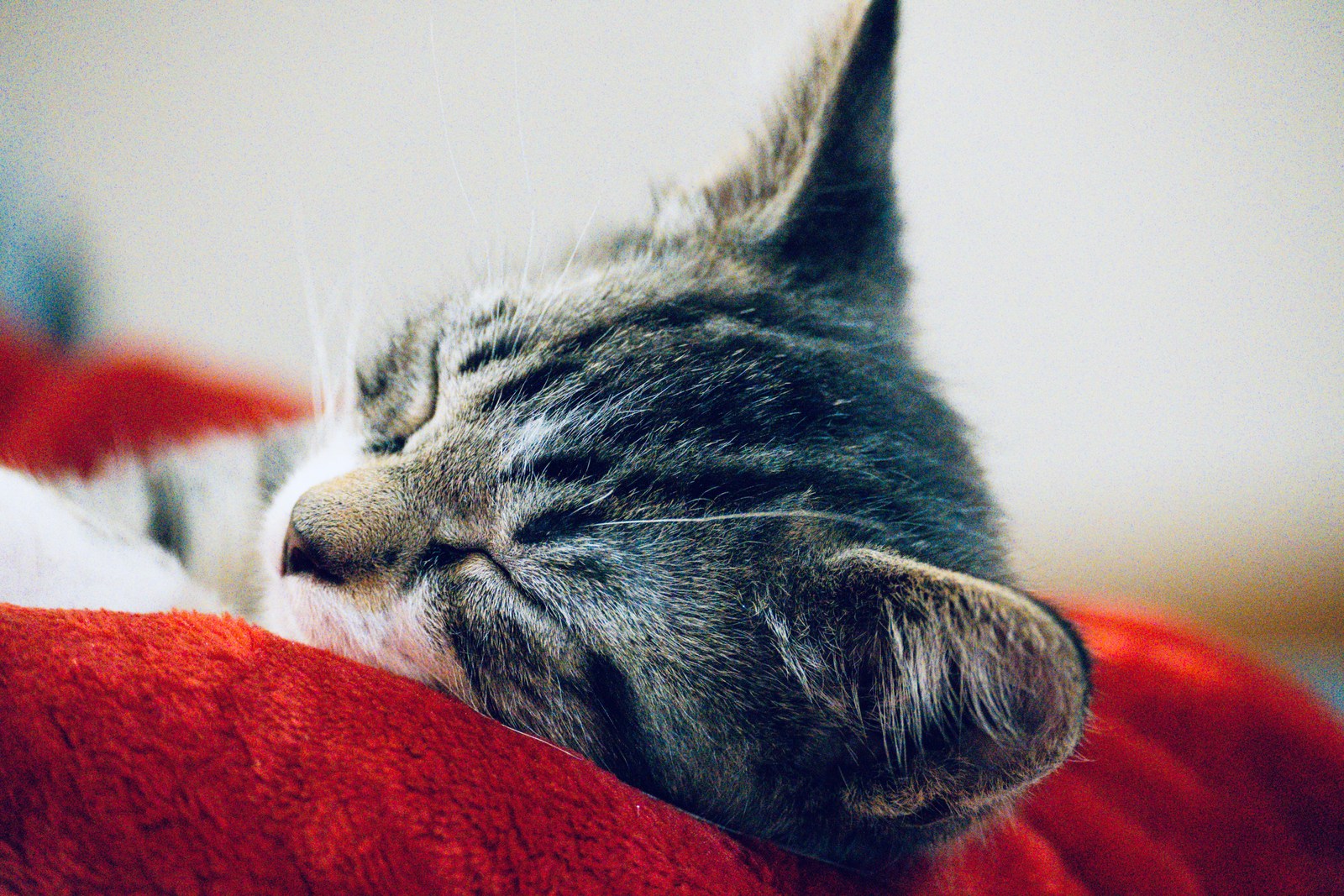 animals, calm, cat, mario wilde, texture, warm light