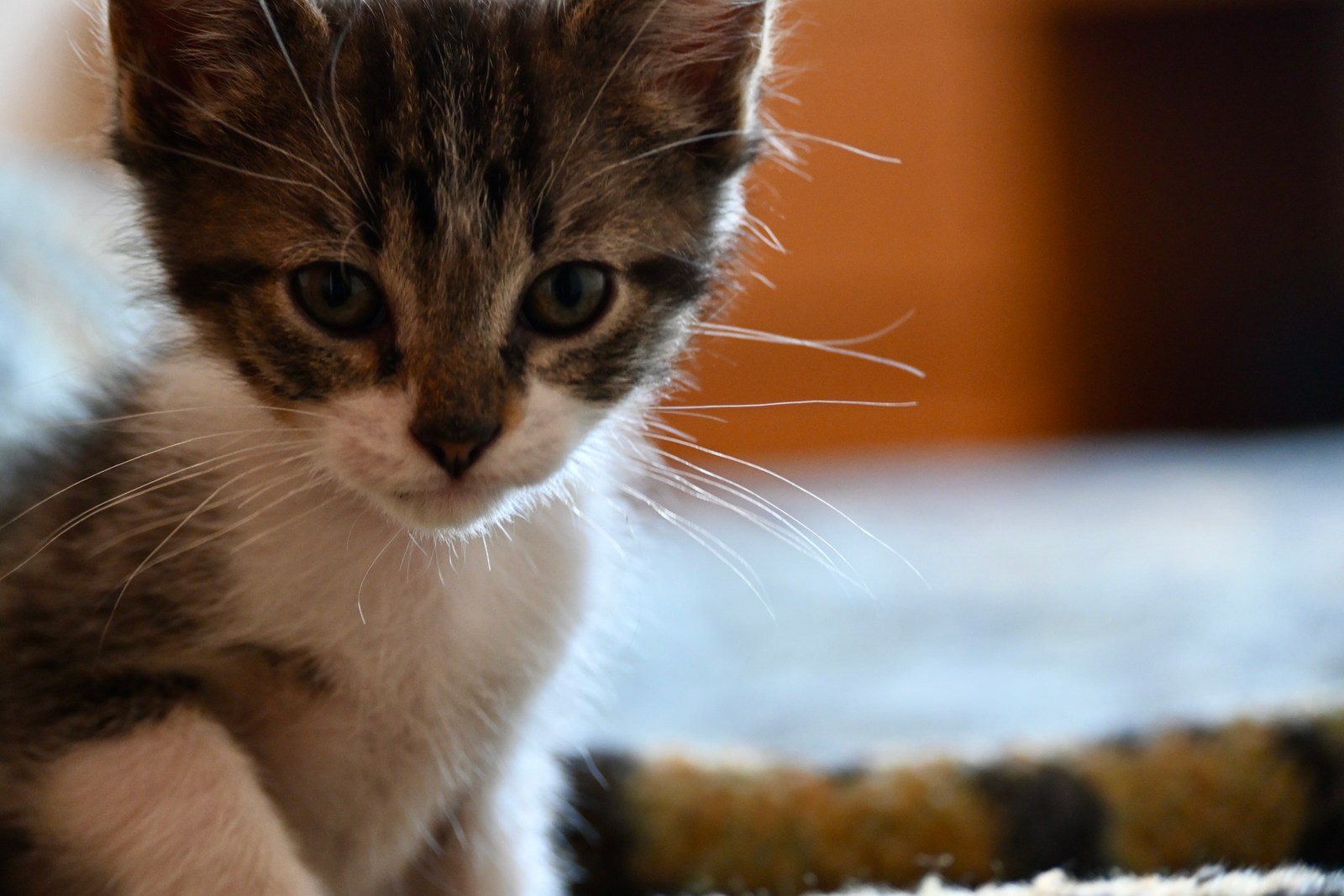 animals, calm, cat, mario wilde, texture, warm light
