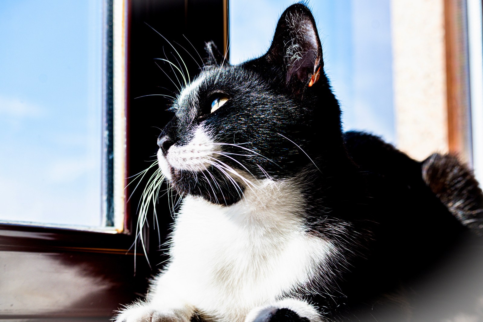 andrew wilde, animals, calm, cat, texture, warm light