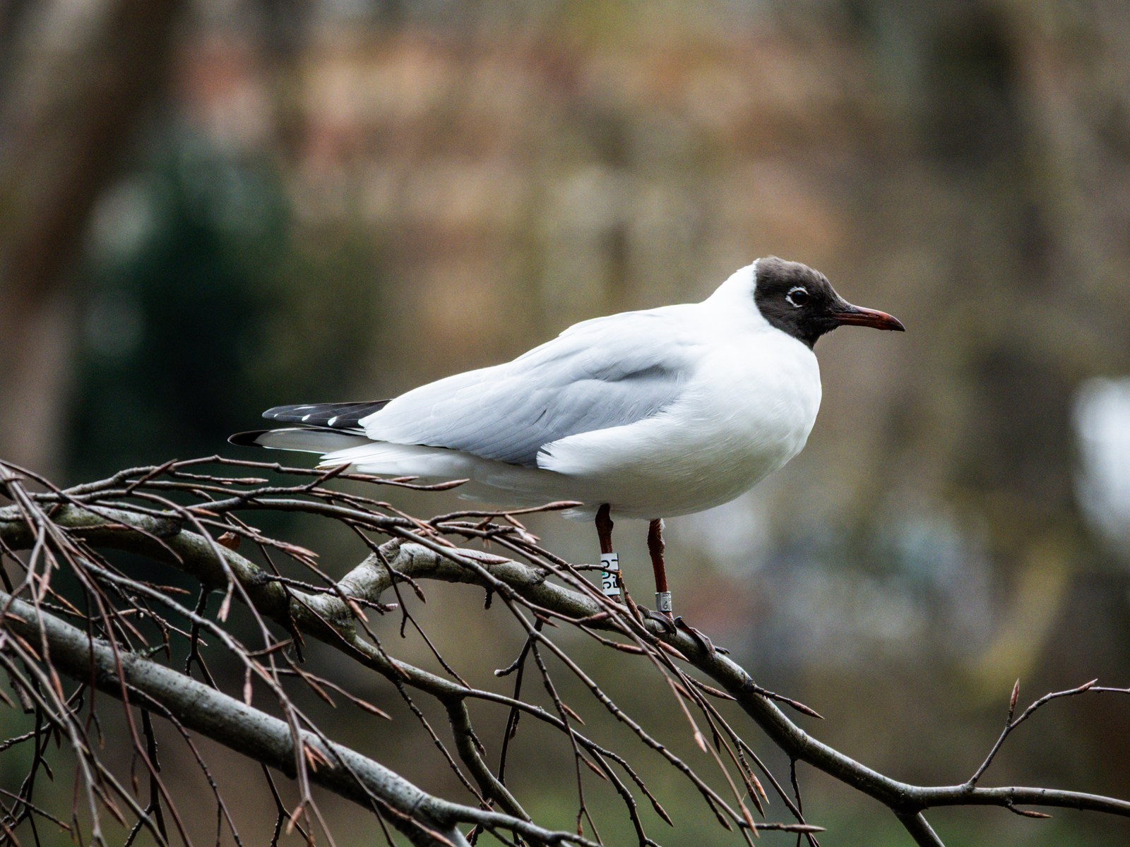 animals, bird, calm, forest, muted colours, nature, seagull, texture