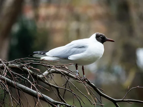 animals, bird, calm, forest, muted colours, nature, seagull, texture