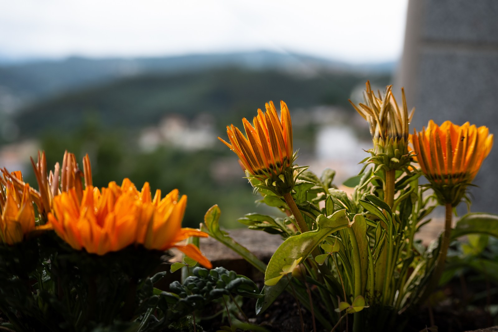 calm, flowers, mountains, muted colours, nature, texture