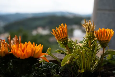 calm, flowers, mountains, muted colours, nature, texture