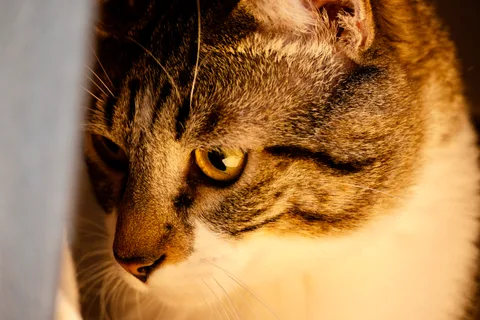 animals, calm, cat, mario wilde, texture, warm light