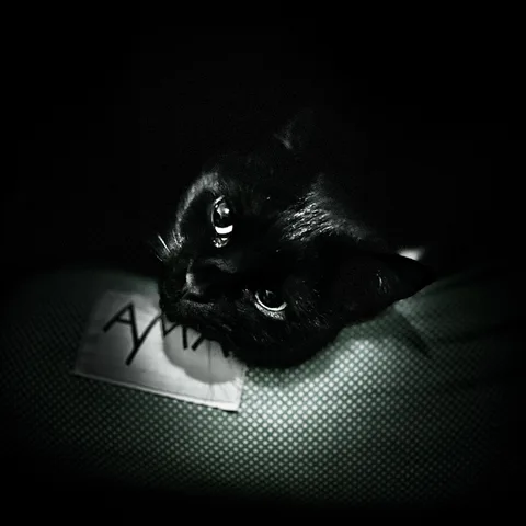 animals, calm, cat, muted colours, symmetry, texture