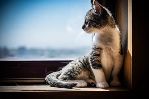 animals, calm, cat, mario wilde, muted colours, texture, warm light