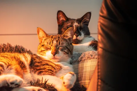 andrew wilde, animals, calm, cat, mario wilde, texture, warm light