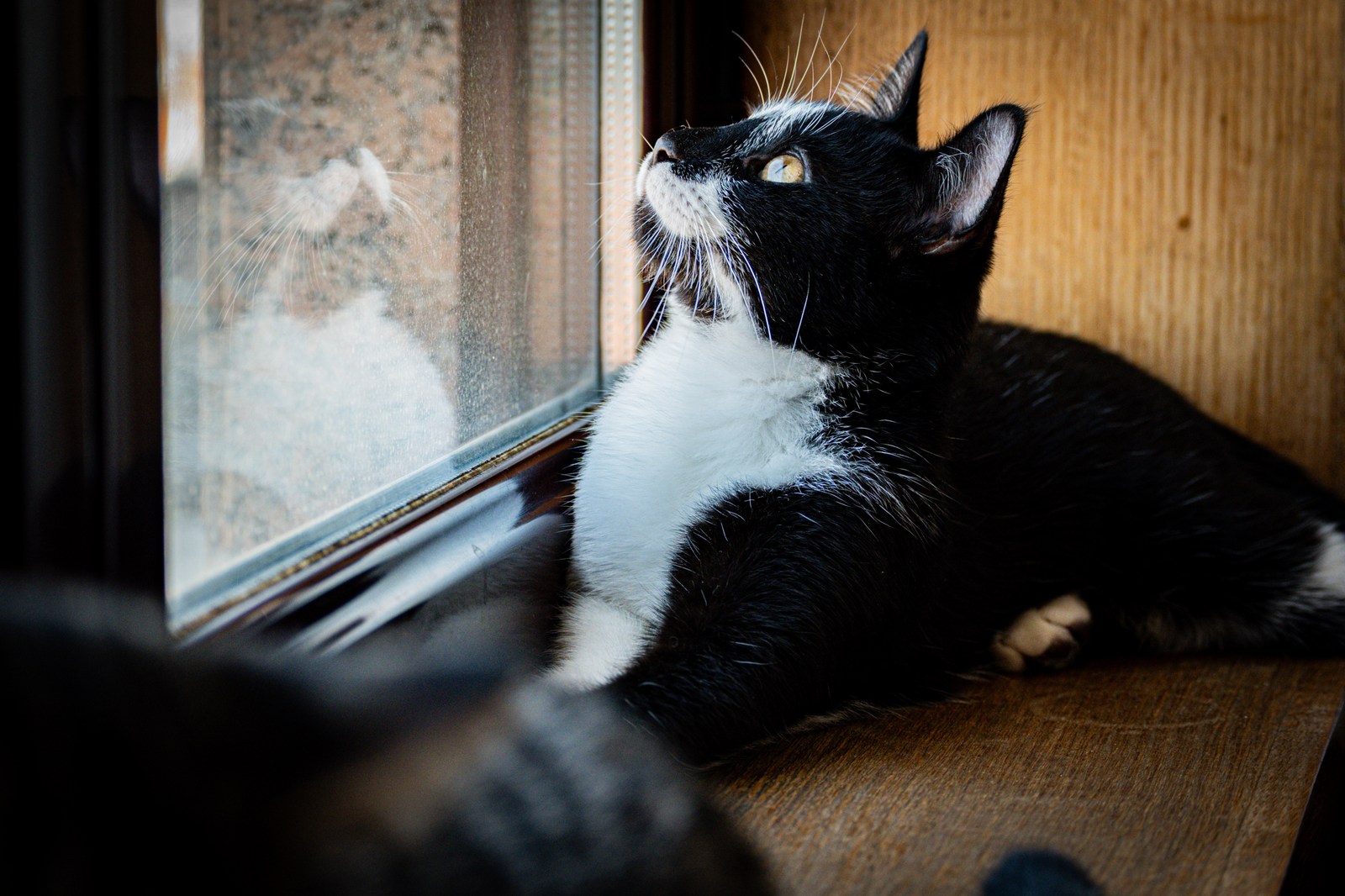 andrew wilde, animals, calm, cat, reflection, texture, warm light