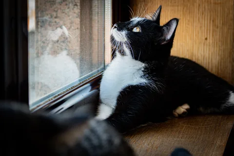 andrew wilde, animals, calm, cat, reflection, texture, warm light