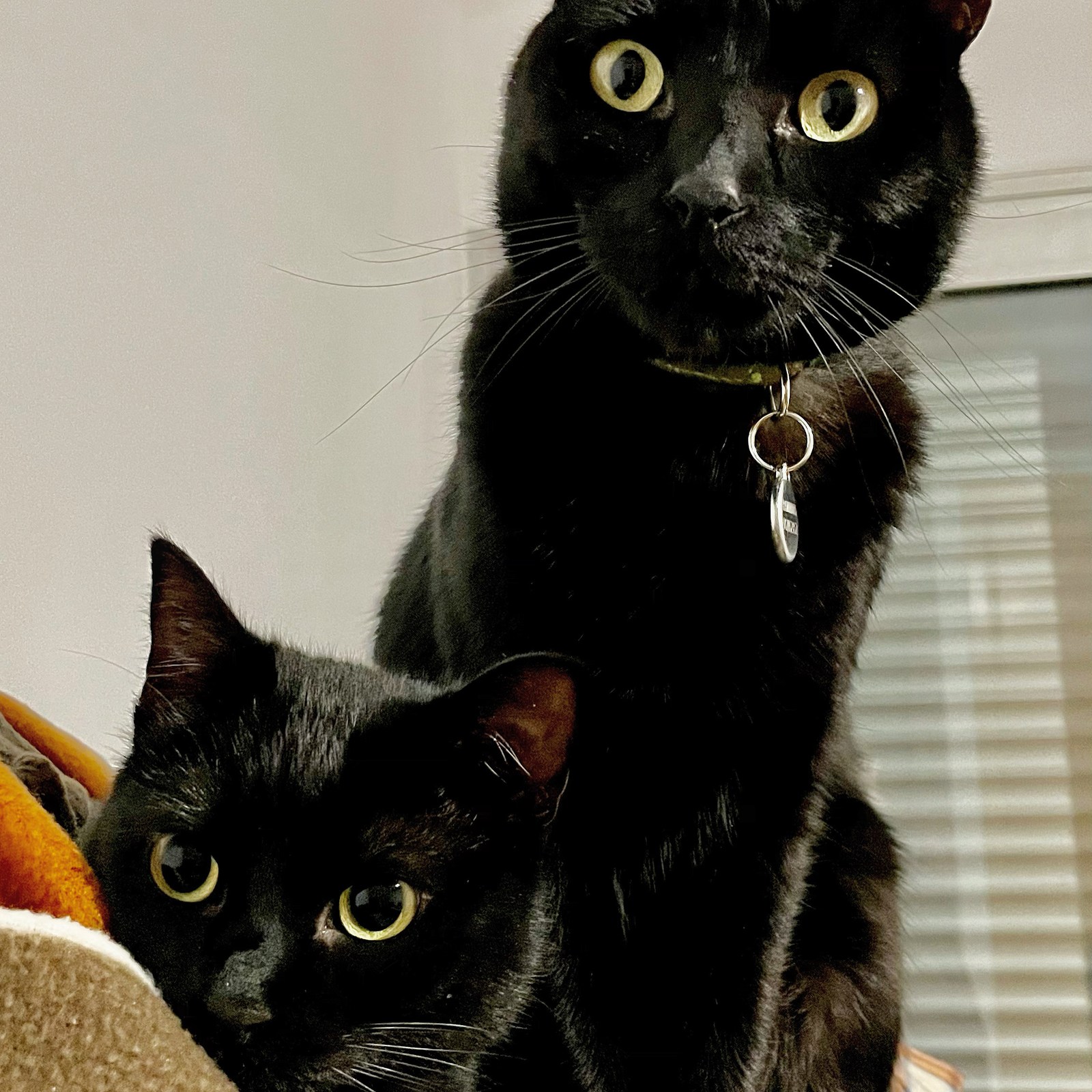 animals, calm, cat, texture