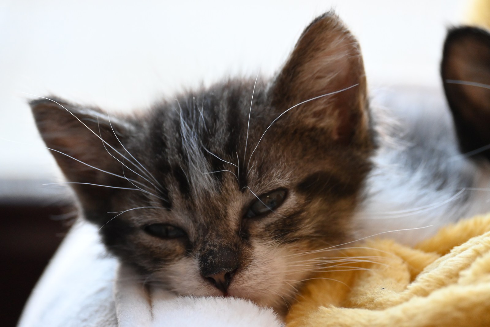 animals, calm, cat, mario wilde, texture