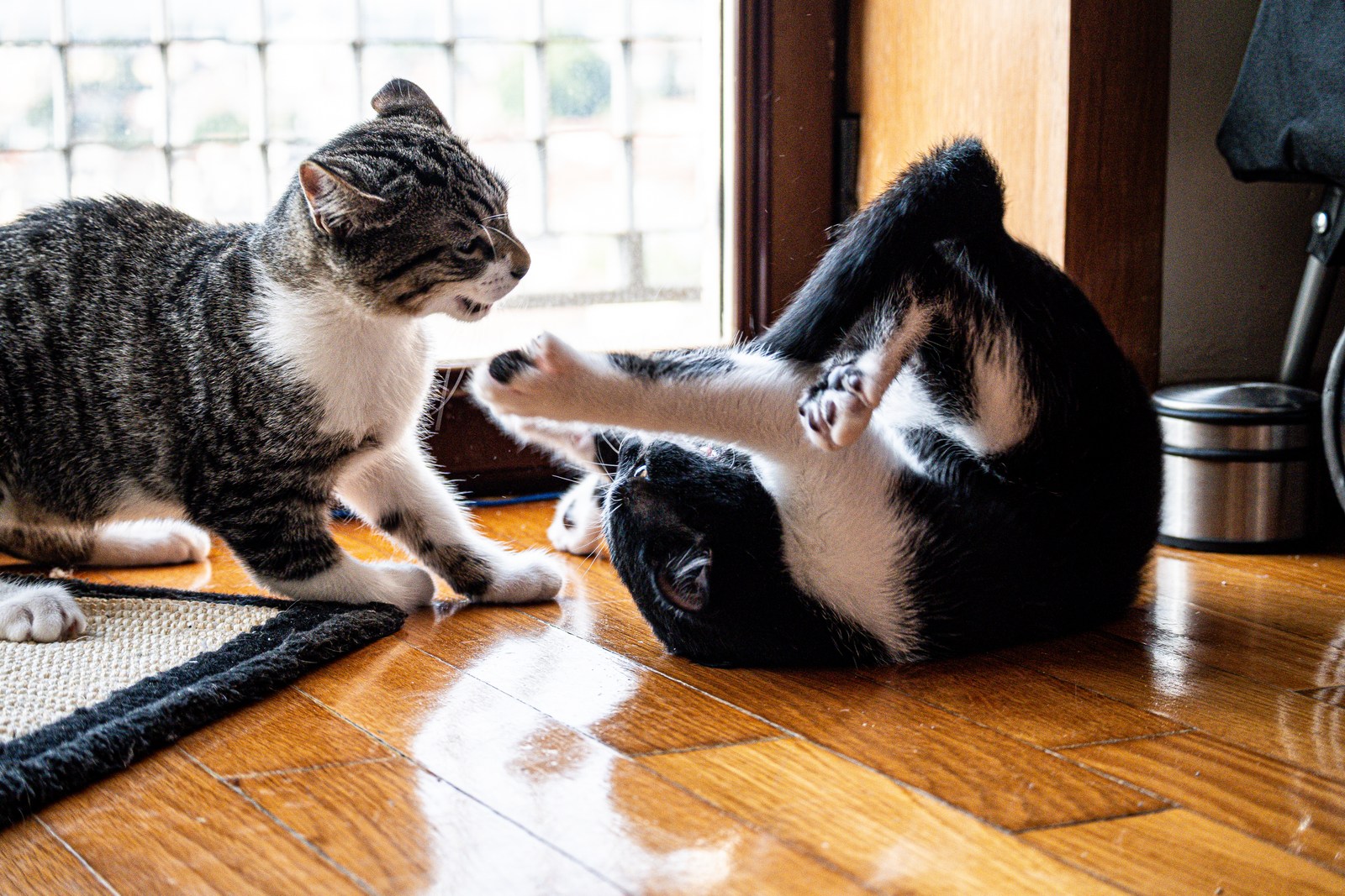 andrew wilde, animals, cat, mario wilde, motion, playfulness, texture, warm light