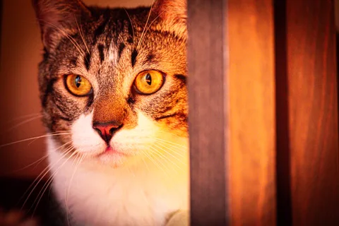 animals, calm, cat, mario wilde, portrait, texture, warm light