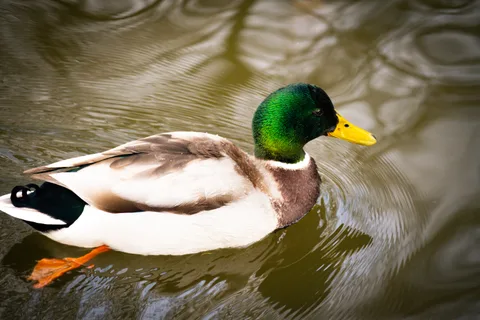 animals, calm, duck, motion, reflection, texture, water