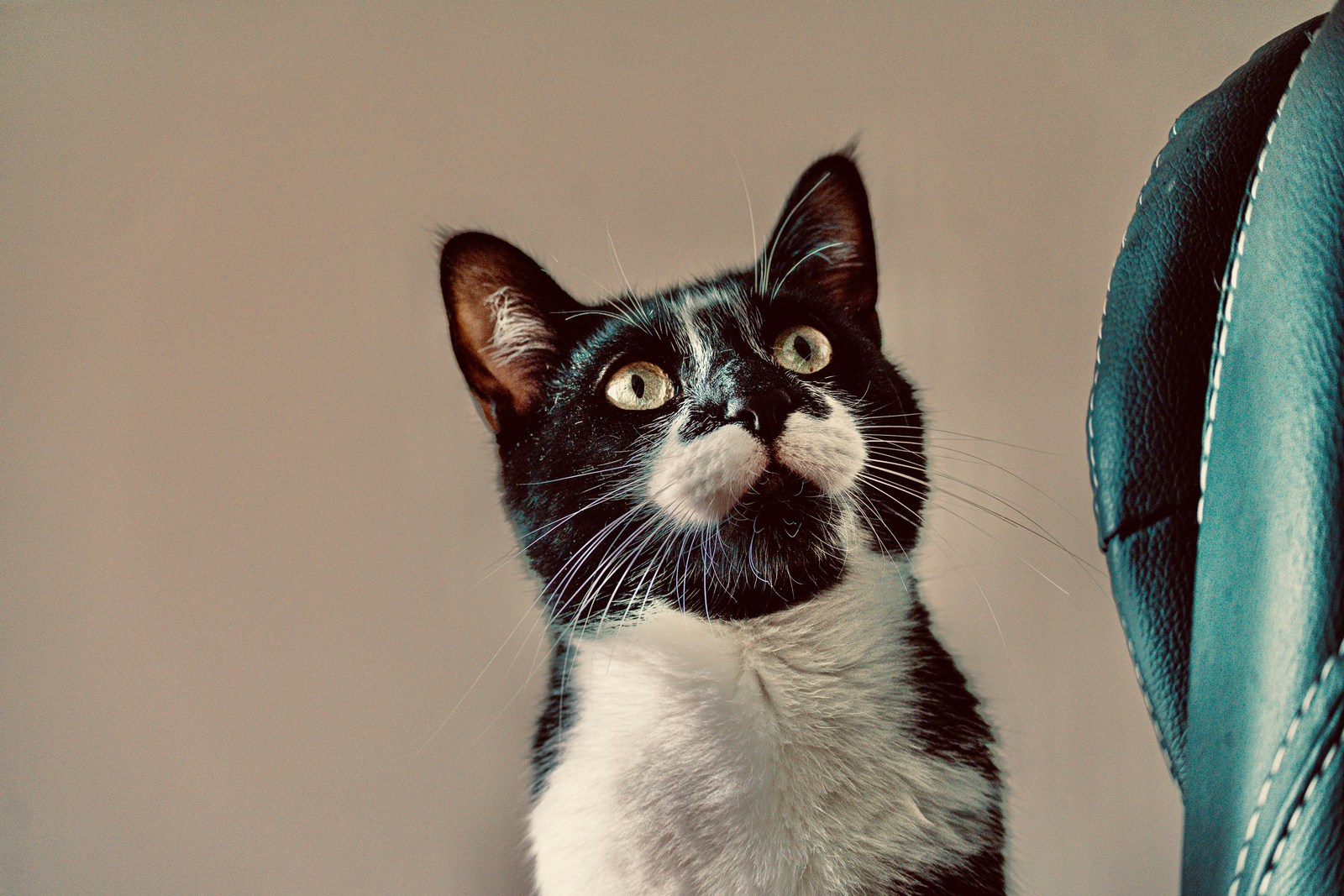 andrew wilde, animals, calm, cat, muted colours, portrait, texture, warm light