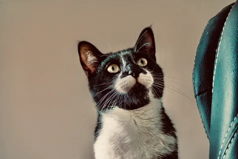andrew wilde, animals, calm, cat, muted colours, portrait, texture, warm light