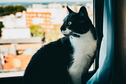 andrew wilde, animals, calm, cat, city, muted colours, texture, warm light