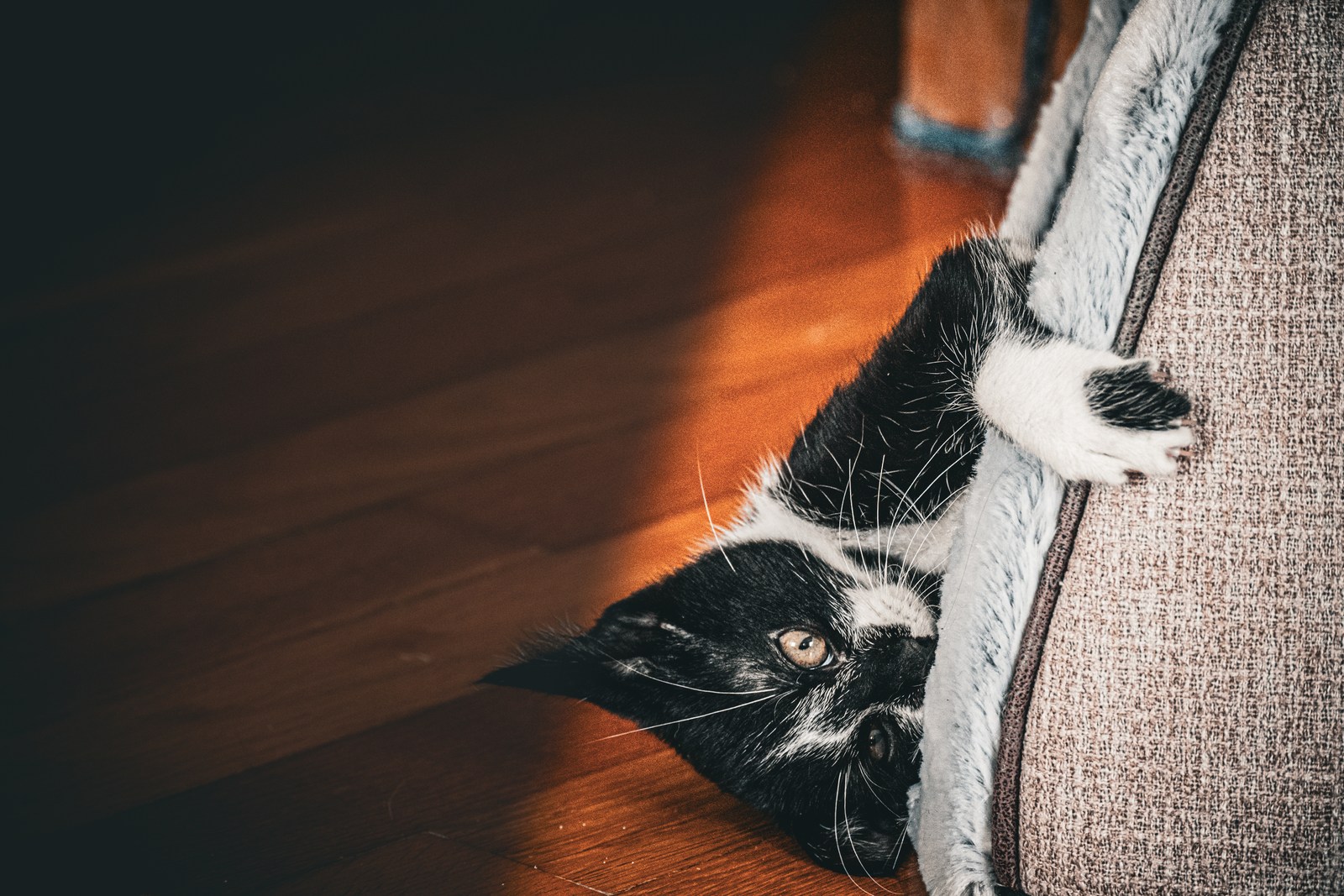 andrew wilde, animals, cat, playfulness, texture, warm light