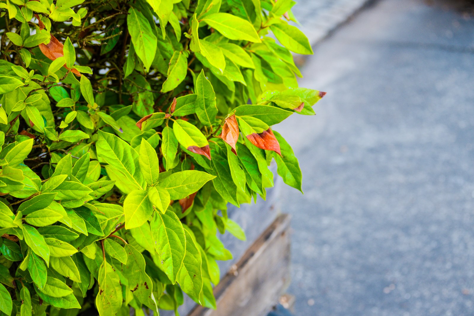calm, nature, street, texture