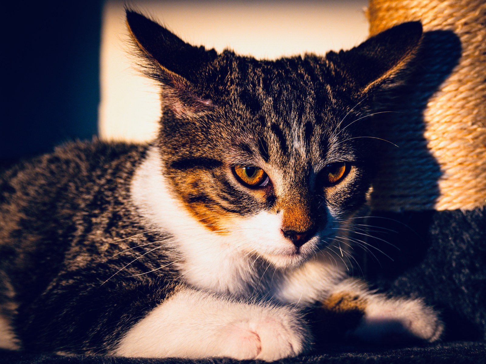 animals, calm, cat, mario wilde, texture, warm light