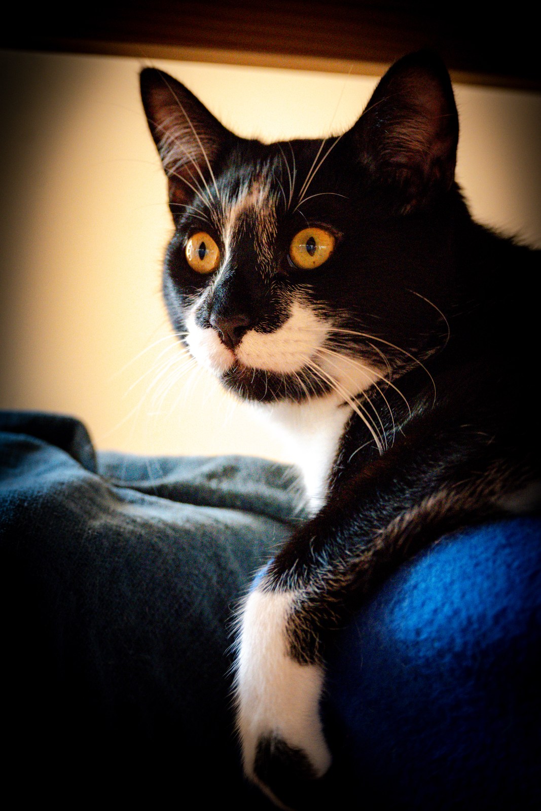 andrew wilde, animals, calm, cat, texture, warm light
