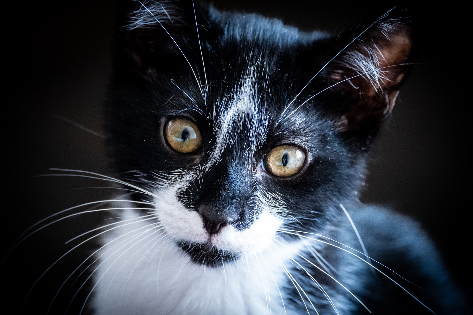 andrew wilde, animals, calm, cat, muted colours, portrait, texture