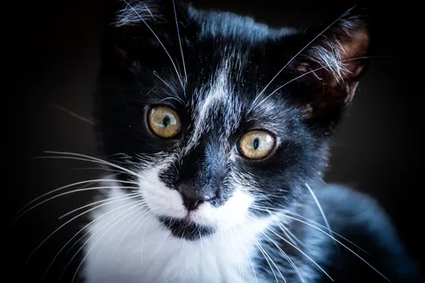 andrew wilde, animals, calm, cat, muted colours, portrait, texture