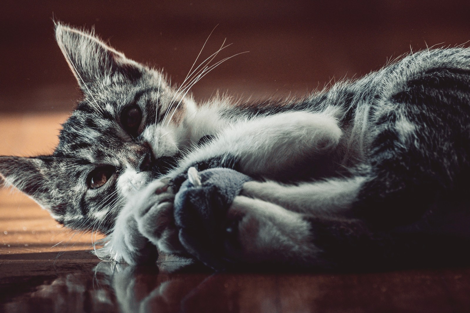 animals, calm, cat, mario wilde, muted colours, playfulness, reflection, texture, warm light