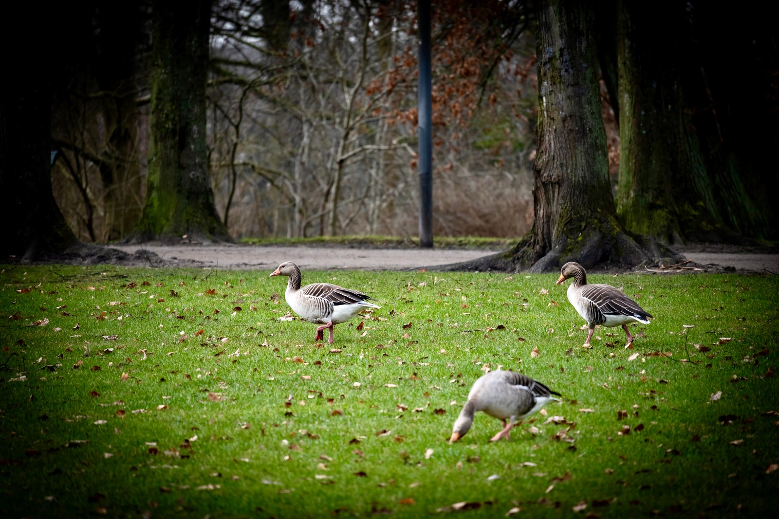 animals, birds, calm, forest, geese, muted colours, nature, solitude, texture