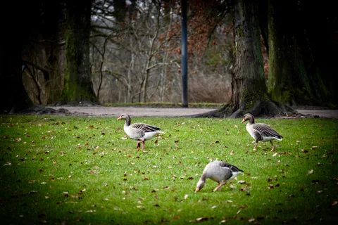 animals, birds, calm, forest, geese, muted colours, nature, solitude, texture