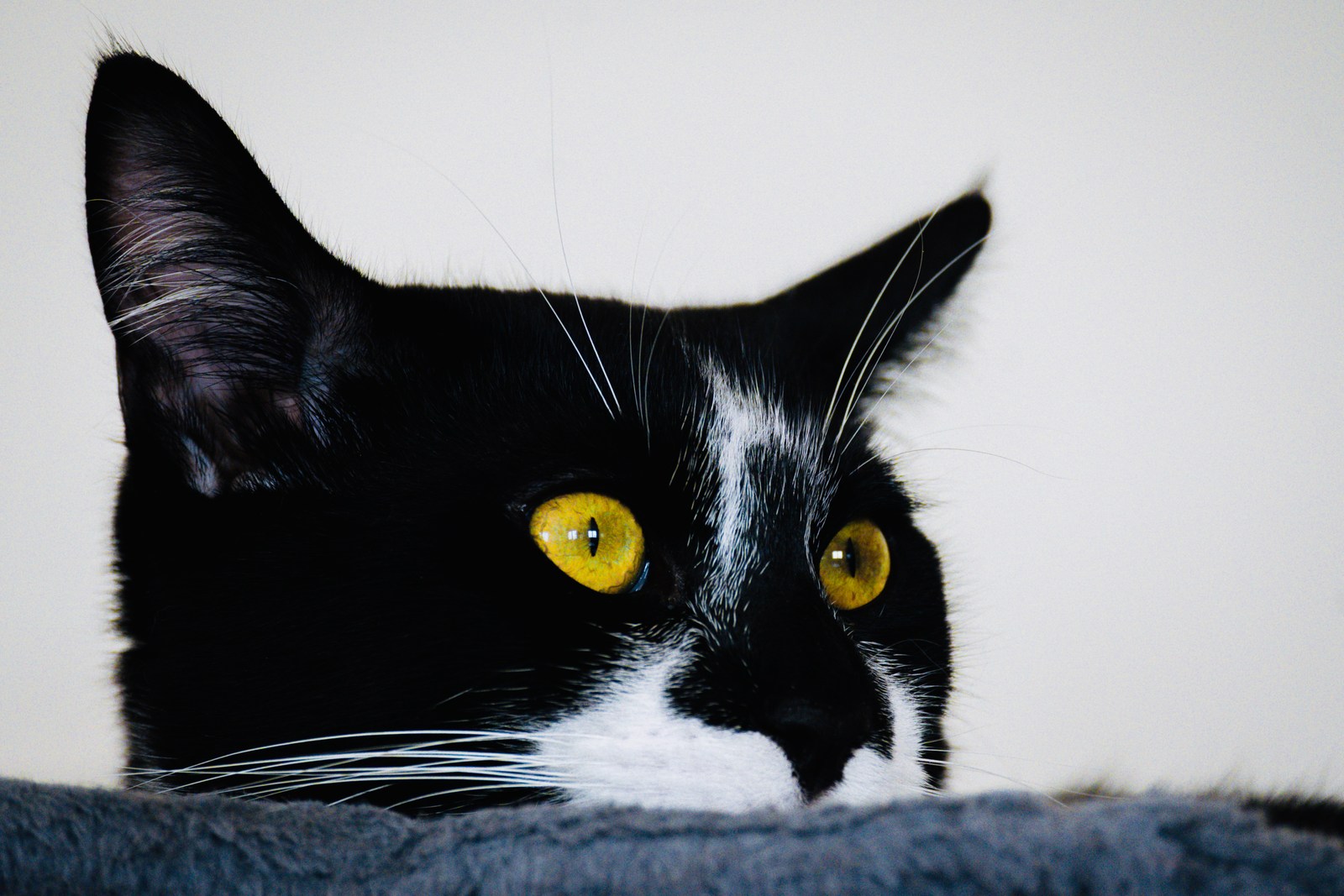 andrew wilde, animals, calm, cat, texture