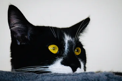 andrew wilde, animals, calm, cat, texture