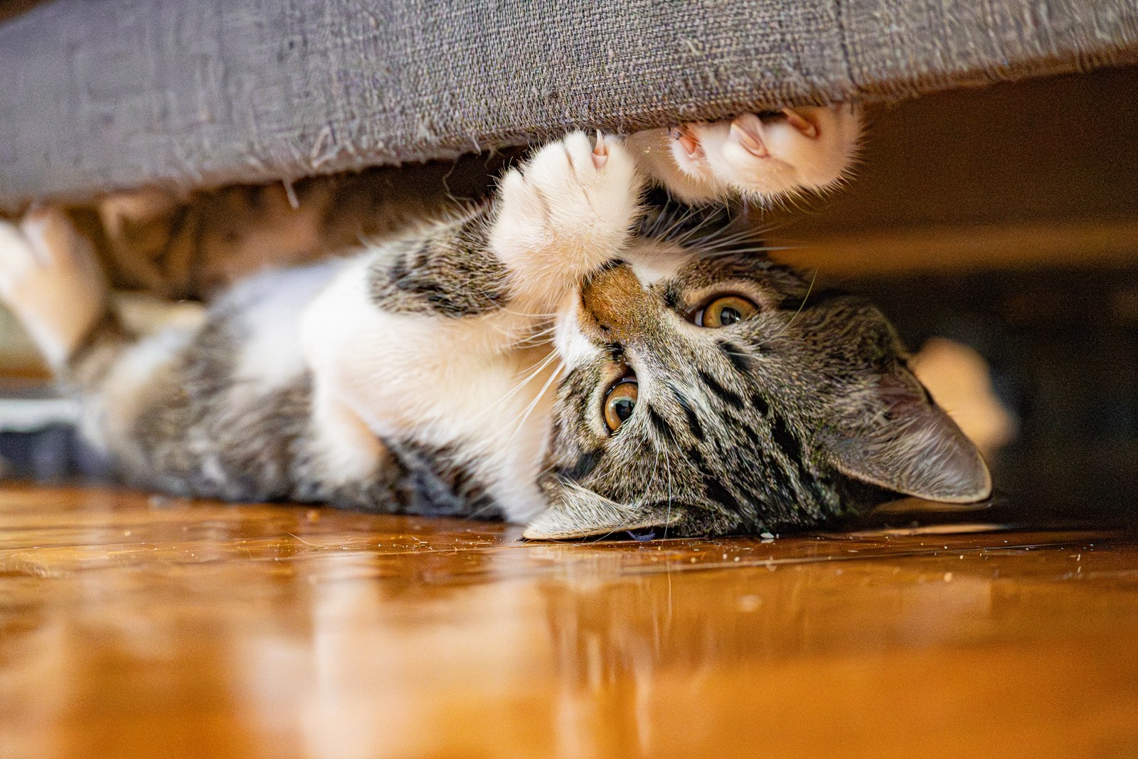 animals, cat, mario wilde, playfulness, texture, warm light
