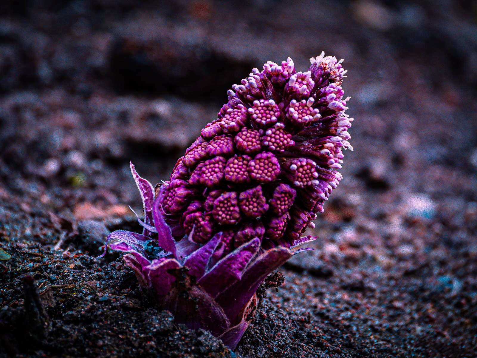calm, flower bud, forest, muted colours, nature, texture