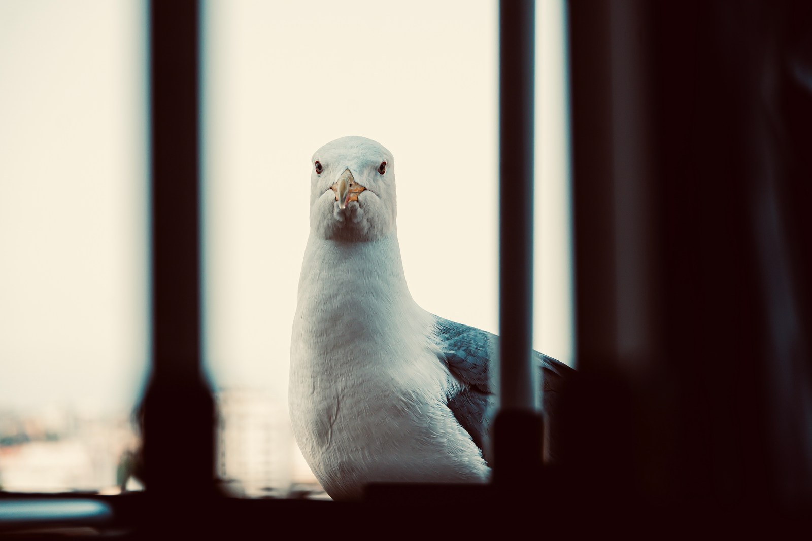 animals, muted colours, portrait, seagull, solitude