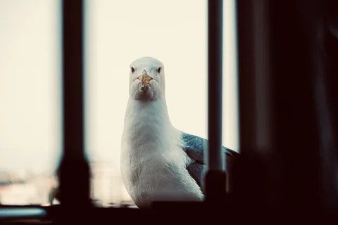 animals, muted colours, portrait, seagull, solitude